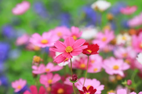 La flor del Cosmos en un fondo verde primer plano —  Fotos de Stock