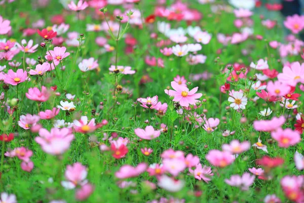 The Cosmos flower on a green back ground closeup — Stock Photo, Image