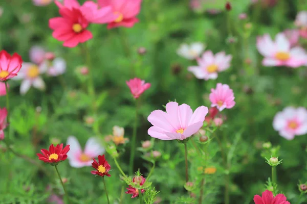 La flor del Cosmos en un fondo verde primer plano — Foto de Stock