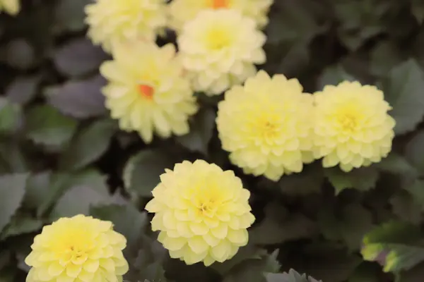 Um buquê de belas flores multicoloridas de Dahlia — Fotografia de Stock