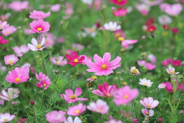 La flor del Cosmos en un fondo verde primer plano — Foto de Stock