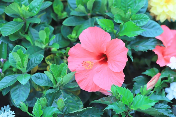The Red hibiscus flower detail at nature — Stock Photo, Image