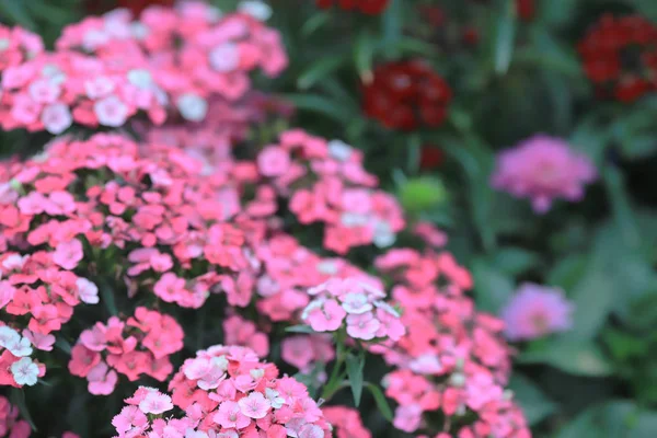 Ogrody kwiatowe w formalny ogród na zewnątrz — Zdjęcie stockowe