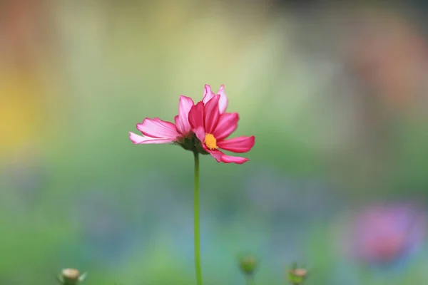Hermosa flor rosa cosmos floreciendo en el día de primavera —  Fotos de Stock