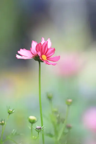 Beautiful Pink cosmos flower blooming in spring day — Stock Photo, Image