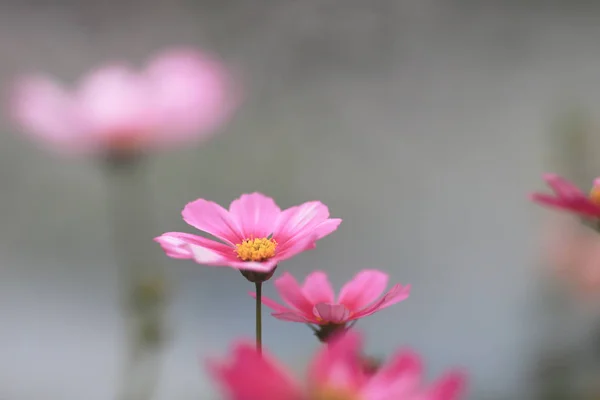 Beautiful Pink cosmos flower blooming in spring day — Stock Photo, Image
