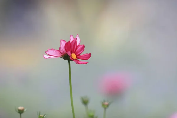Schöne rosa Kosmos Blume blüht im Frühling Tag — Stockfoto