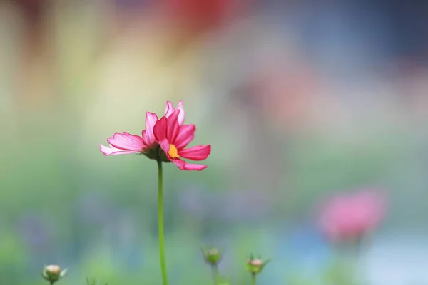 Belle fleur rose cosmos fleurissant au jour du printemps — Photo