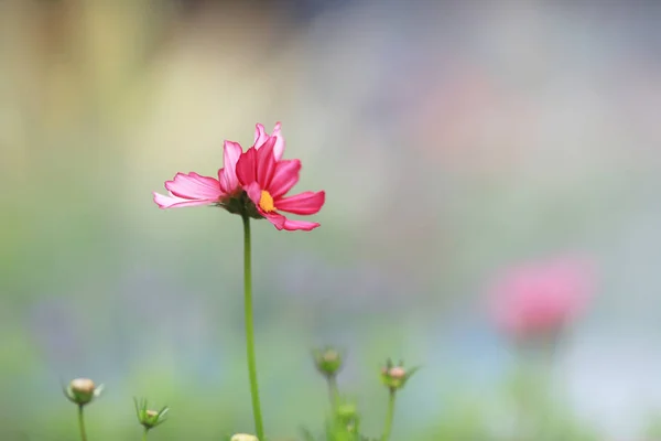 Hermosa flor rosa cosmos floreciendo en el día de primavera —  Fotos de Stock