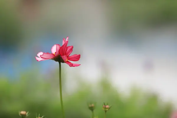Beautiful Pink cosmos flower blooming in spring day — Stock Photo, Image