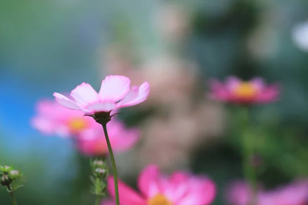 Beautiful Pink cosmos flower blooming in spring day — Stock Photo, Image