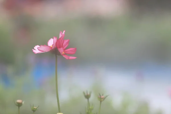 정원에서 개화의 필드 핑크 코스모스 꽃 — 스톡 사진