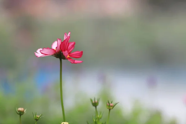 Ένα πεδίο της άνθισης ροζ cosmos λουλούδι στον κήπο — Φωτογραφία Αρχείου