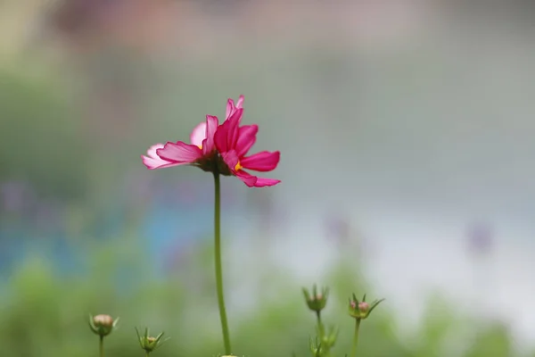 A  Field of blooming pink cosmos flower in the garden — Stock Photo, Image
