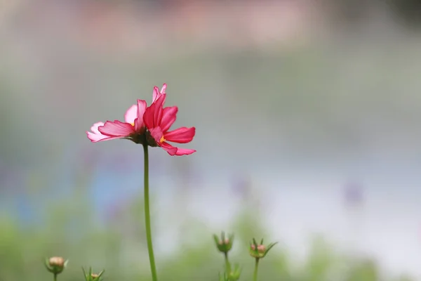 A  Field of blooming pink cosmos flower in the garden — Stock Photo, Image