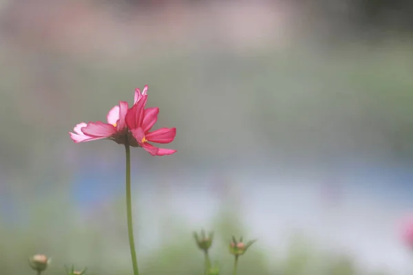 Ein Feld blühenden rosa Kosmos Blume im Garten — Stockfoto