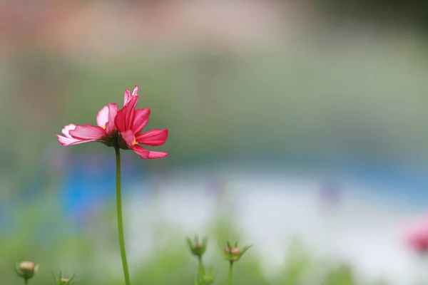 A mező a virágzó rózsaszín cosmos virág a kertben — Stock Fotó