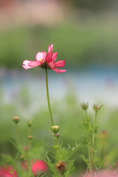 The Beautiful Cosmos flower field at hk spring — Stock Photo, Image