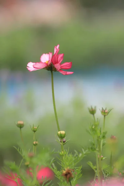 Le beau champ de fleurs Cosmos au printemps hk — Photo