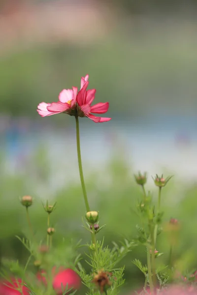 Le beau champ de fleurs Cosmos au printemps hk — Photo