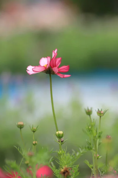 El Cosmos Hermoso el campo de flores en la primavera hk —  Fotos de Stock