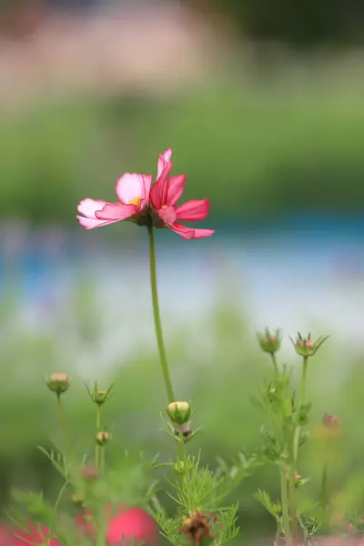 El Cosmos Hermoso el campo de flores en la primavera hk —  Fotos de Stock