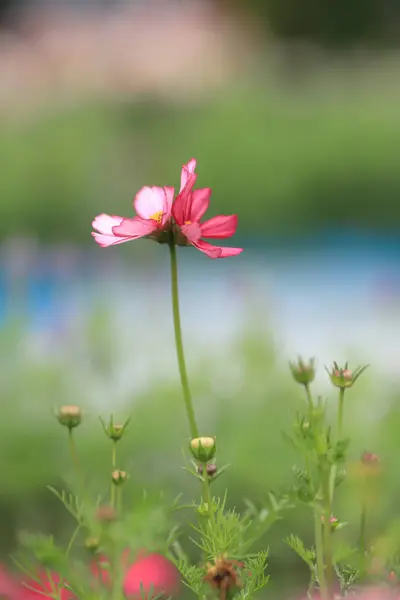 El Cosmos Hermoso el campo de flores en la primavera hk —  Fotos de Stock