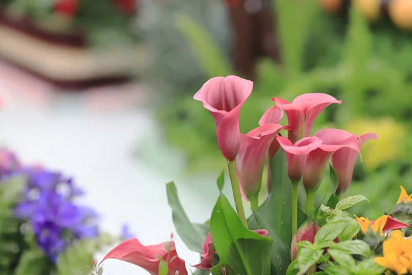 Lírios de calla vermelho vibrante, sobre a natureza terra de volta — Fotografia de Stock