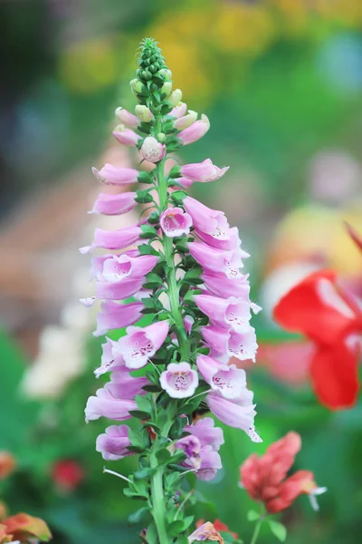 Antirrhinum λουλούδι του Snapdragon λουλούδι στον κήπο — Φωτογραφία Αρχείου