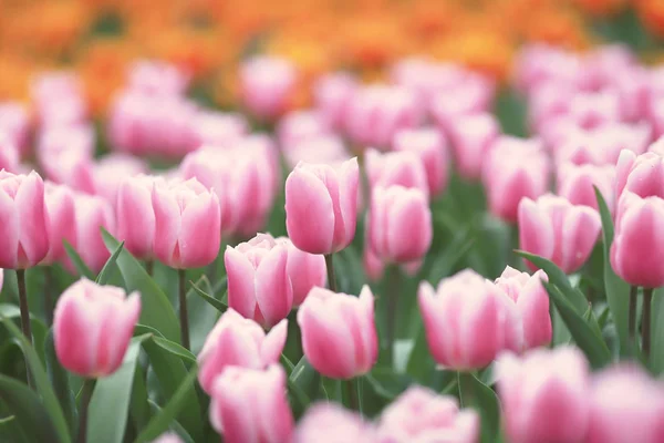 As flores diferentes e tulipas florescentes em hk — Fotografia de Stock
