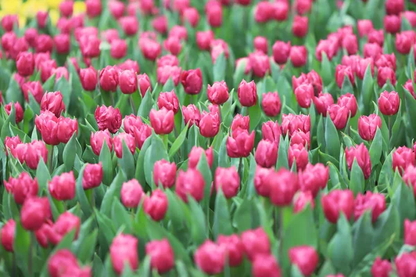 Las Flores Diferentes y los tulipanes florecientes a hk —  Fotos de Stock