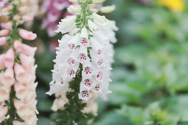 Antirrhinum blomma av Snapdragon blomma i trädgården — Stockfoto