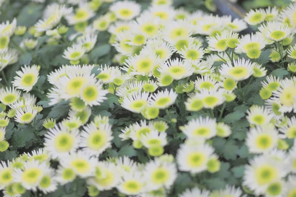 Kwiaty daisy na powrót ziemi krajobrazu sezon. — Zdjęcie stockowe