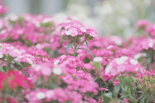 Die dianthus-Blüten, Gänseblümchen im Garten — Stockfoto