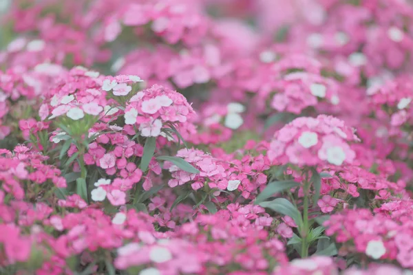 As flores de Dianthus, flores da margarida no jardim — Fotografia de Stock