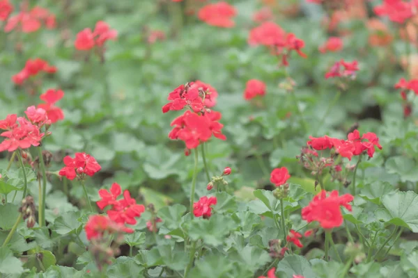 Salvia roja resplandece flores que florecen en el jardín . —  Fotos de Stock