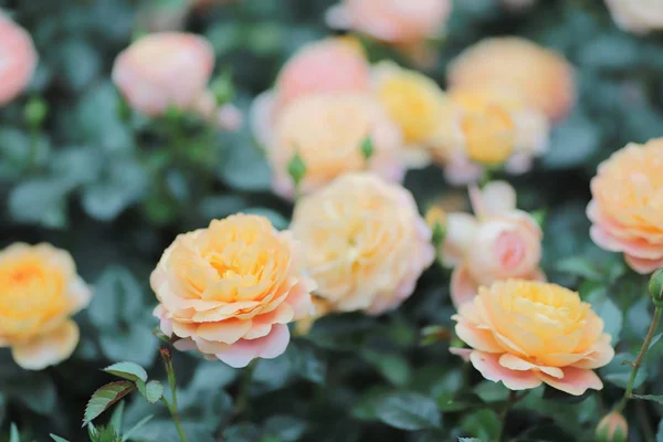 Blumenbeete im Park zur Frühlingszeit — Stockfoto