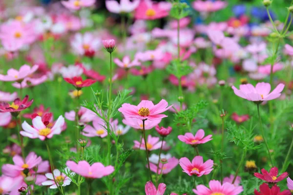 Cosmos flor Cosmos Bipinnatus con fondo borroso — Foto de Stock