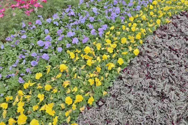 Tricolor bratek kwiat roślina naturalny z powrotem mielone, — Zdjęcie stockowe