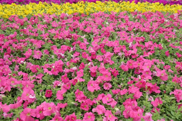 Tricolor pansy bloem plant natuurlijke achtergrond, — Stockfoto