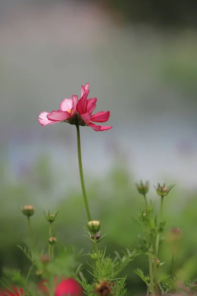 Campo de flores cosmos colorido en primavera hk —  Fotos de Stock