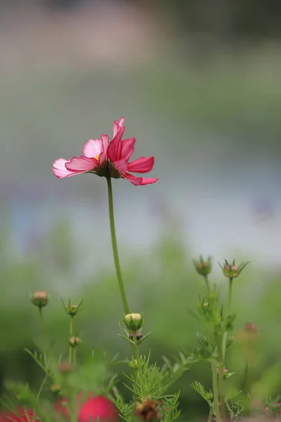 Campo de flores cosmos colorido en primavera hk —  Fotos de Stock