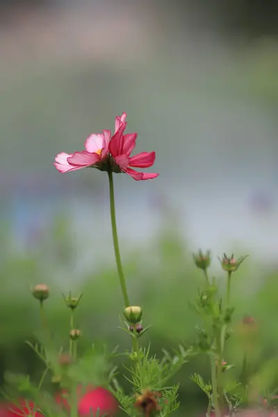Πολύχρωμο σύμπαν πεδίο λουλούδια άνοιξη hk — Φωτογραφία Αρχείου