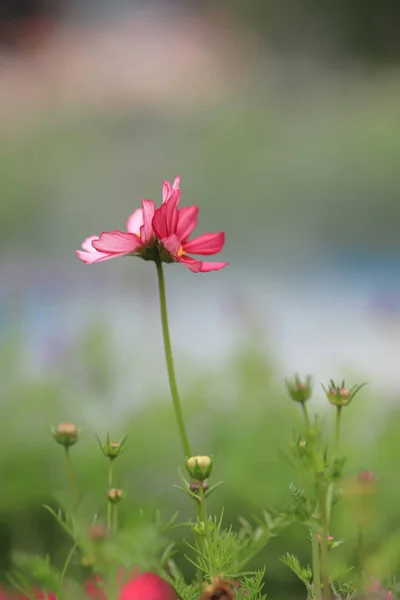 홍콩 봄에 화려한 코스모스 꽃 밭 — 스톡 사진