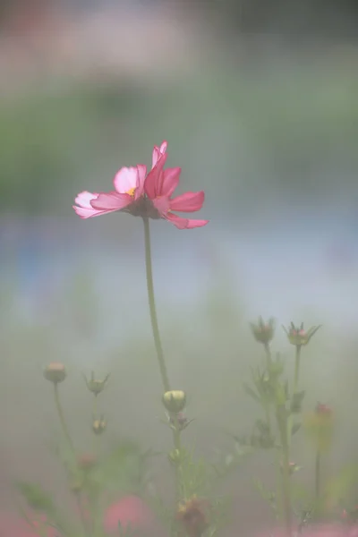 Πολύχρωμο σύμπαν πεδίο λουλούδια άνοιξη hk — Φωτογραφία Αρχείου