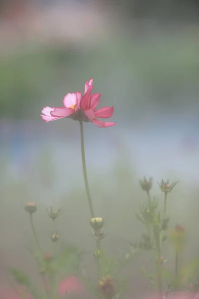 홍콩 봄에 화려한 코스모스 꽃 밭 — 스톡 사진