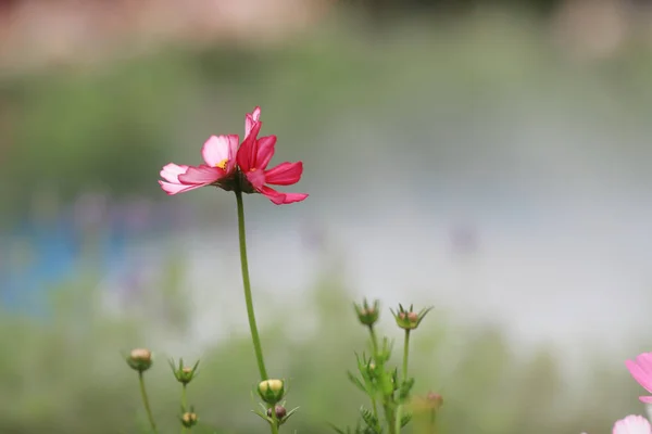 La fleur Cosmos sur un fond vert gros plan — Photo