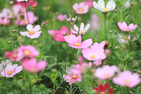 Un jardín de flores cloroful Cosmos bipinnatus en primavera — Foto de Stock