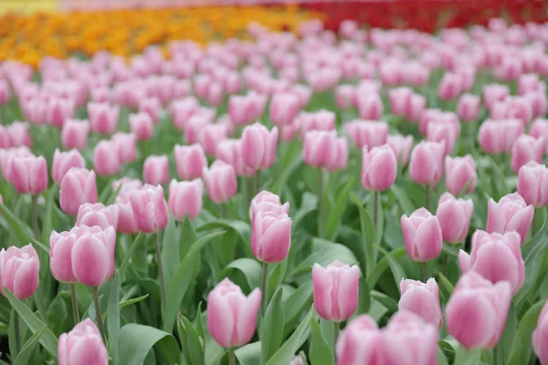 I fiori diversi e tulipani fiorenti a hk — Foto Stock