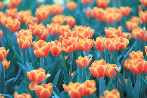 I fiori diversi e tulipani fiorenti a hk — Foto Stock